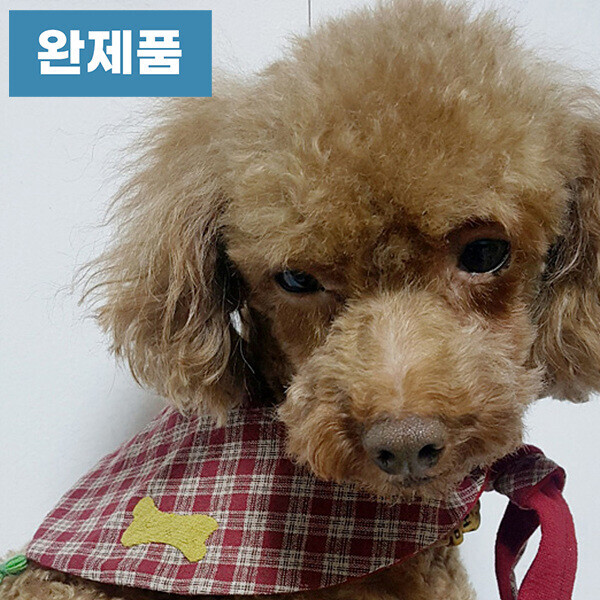 [바이핸즈] 퀼트완제품 소품 - 애견 요일스카프 (로즈우드)